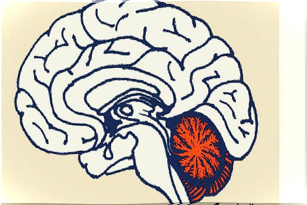 representation of the cerebellum