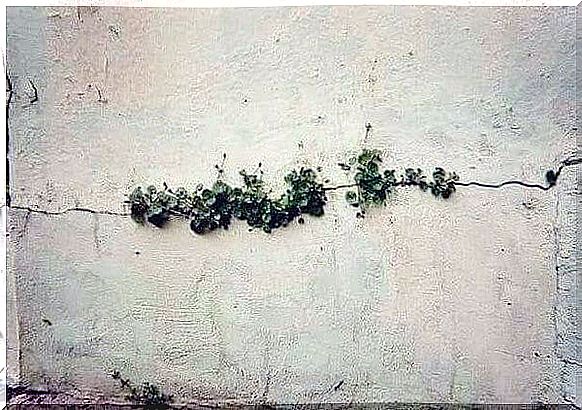 Plants growing in crack in wall