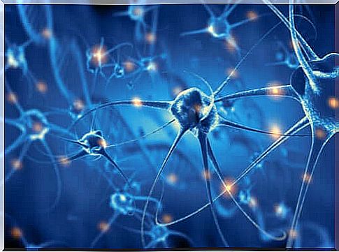 neuronal connections