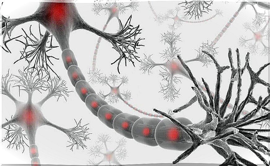 human nervous system