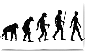 human evolution for Piaget