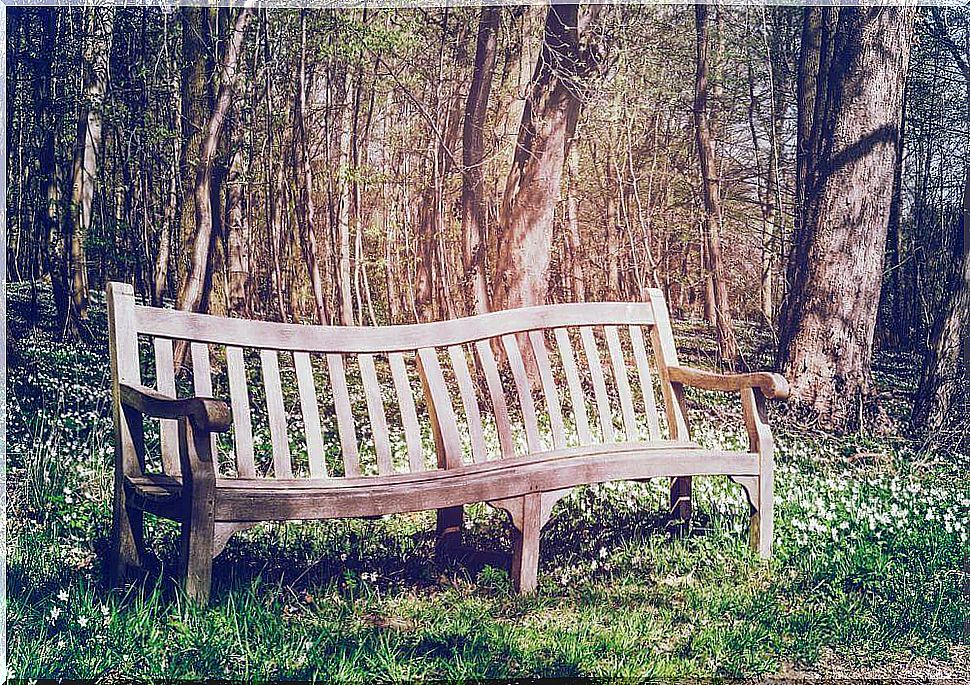 bench among the trees