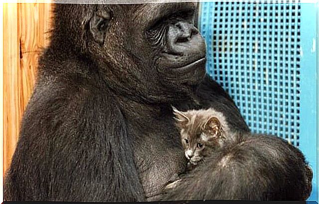 Koko, the smartest gorilla in the world