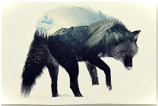 Wolf with forest landscape