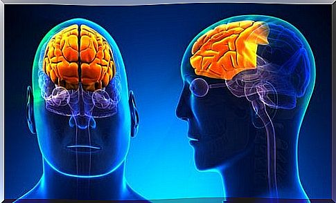 What is and what are the functions of the frontal lobe of our brain?