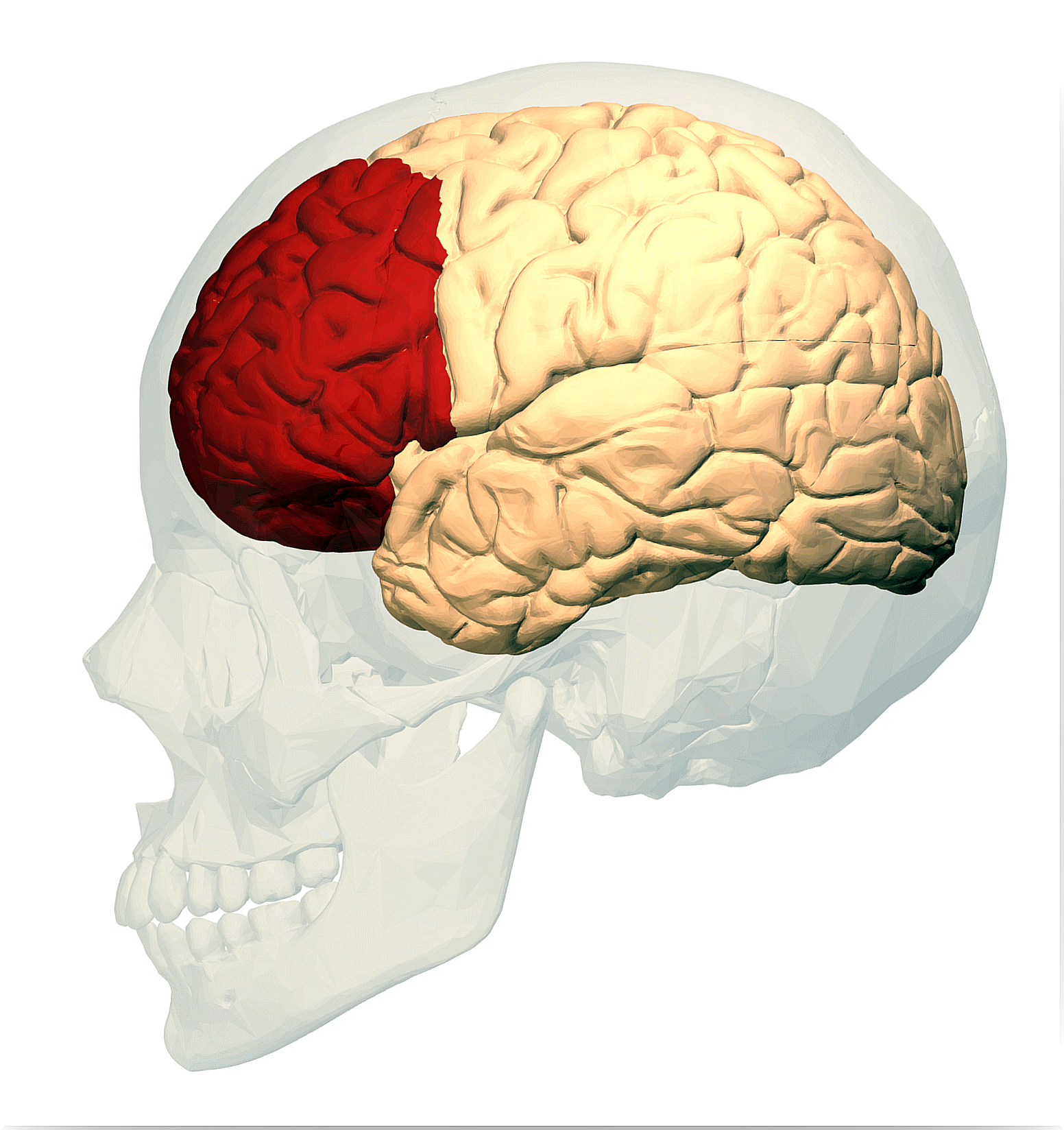 Front lobe of brain