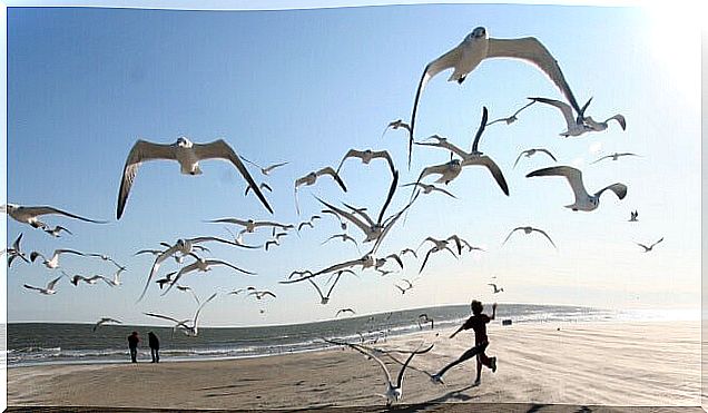 birds-flying-beach